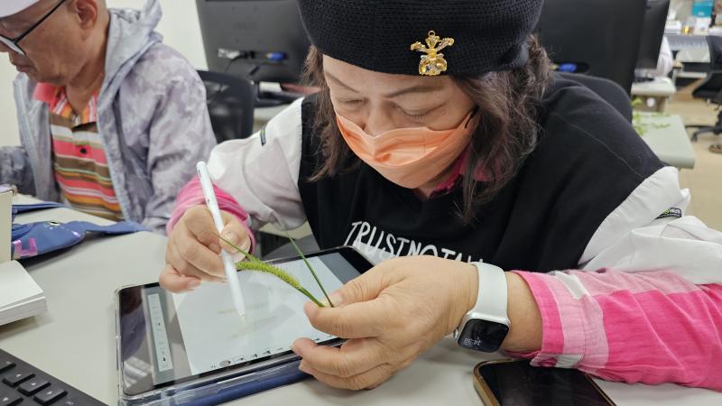 外出採集後,邊觀察邊畫下手上的「莠狗尾草」。