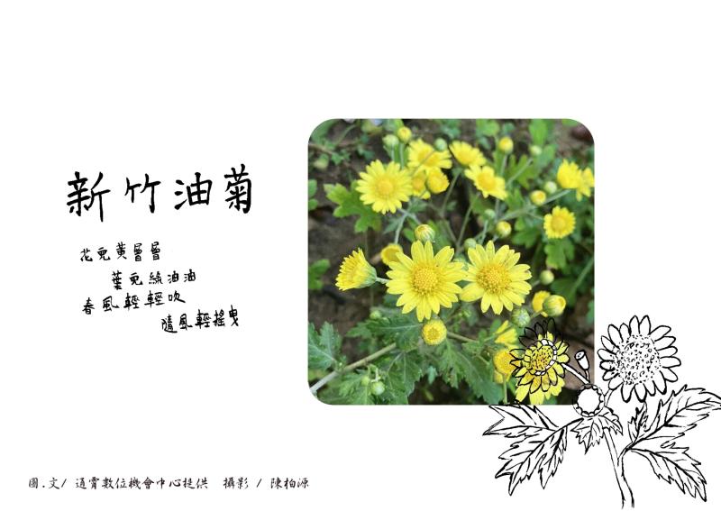 學員繪製設計植物圖樣