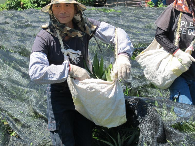 林志堅大哥採收鳳梨