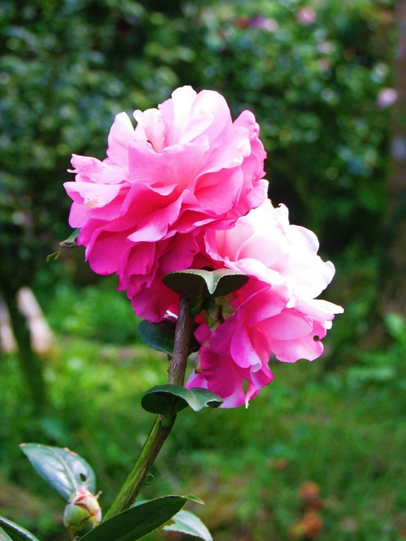 山茶花為學員拍攝作品。