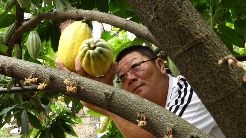 台灣在地巧克力-金月可可園，園主蘇瑞珉用心呵護每一顆可可樹。