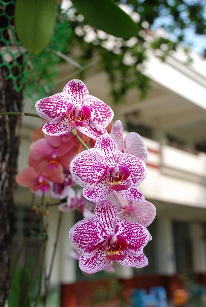 李佳玲~近拍的蘭花