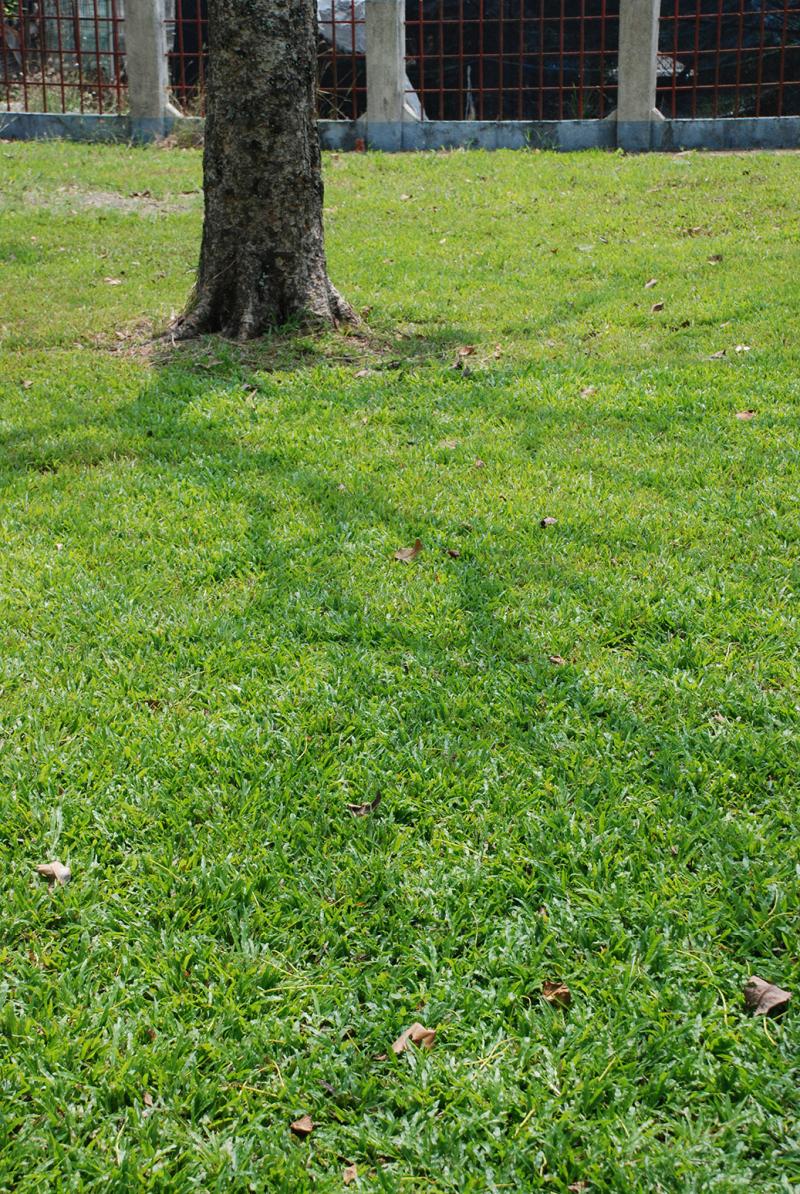 余梅琴~遠距的樹影