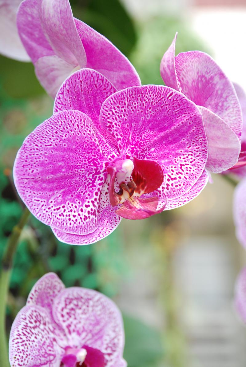 邱育乾~特寫的蘭花