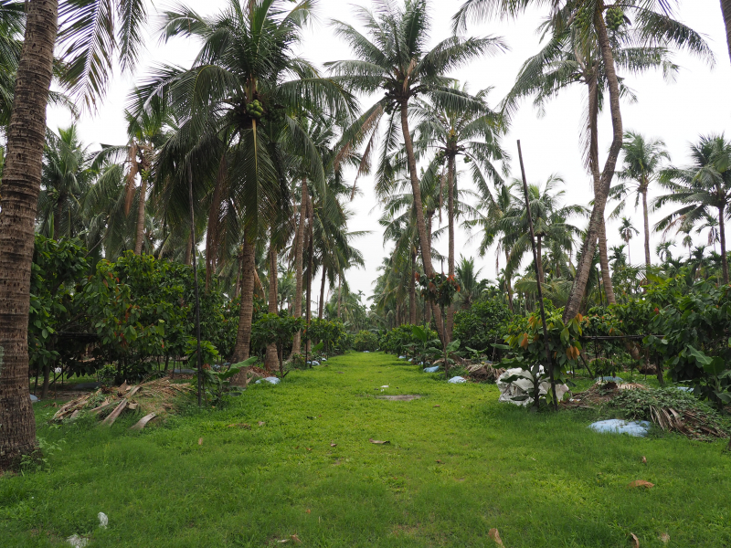 椰子園下增加土地的耕作面積，提高附加價值，以自然農法栽種，讓可可自然而然的生長。