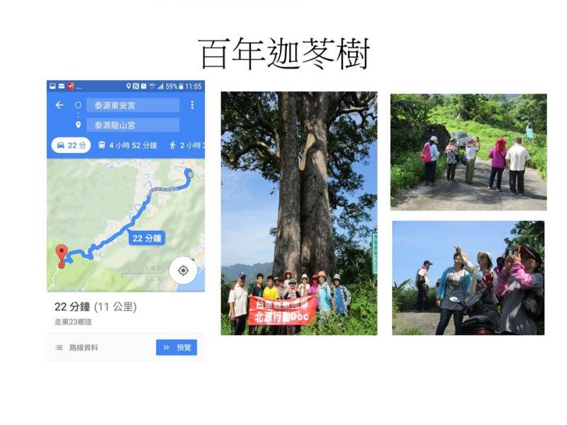 百年老樹作品