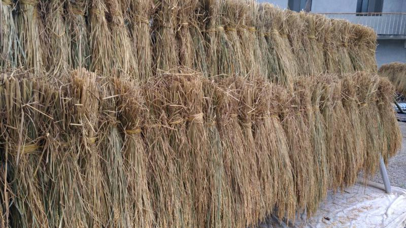 整排的稻草束