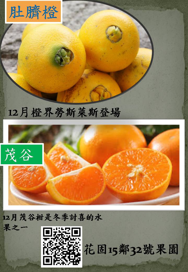 肚臍橙廣告宣傳單   原民阿公的做品