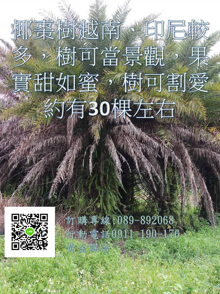 黃金謀阿伯的做品