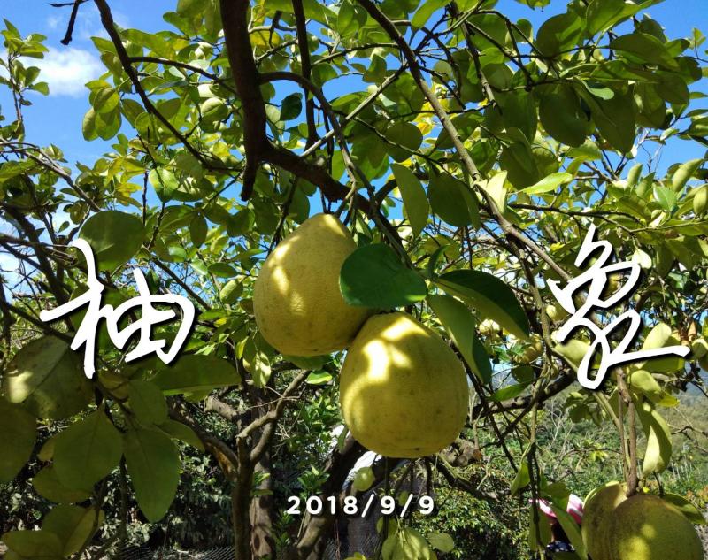 snapseed軟體製作明信片