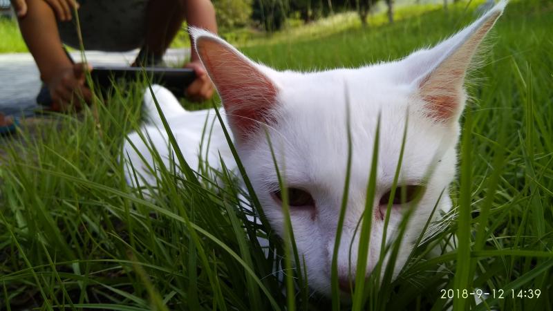 白貓俯臥草地上
