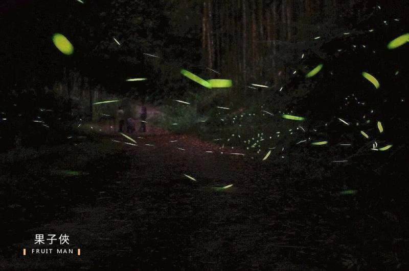 螢火蟲在夜晚飛舞，速度快到在畫面中留下拖曳的殘影。