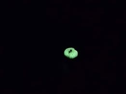 學員利用手機拍攝螢光蕈，在周圍一片漆黑的中央閃出了一個螢光綠的弧形。