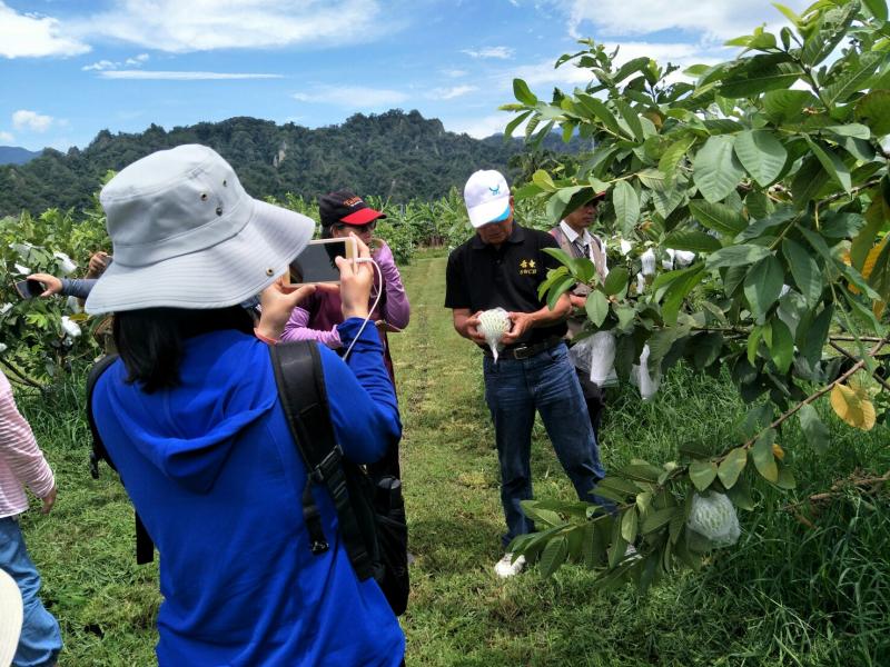 農務體驗~採芭樂，最主要是讓民眾了解卑南的特產，親子採芭樂不只是趣味、增進親子互動，也希望藉此活動活絡農業