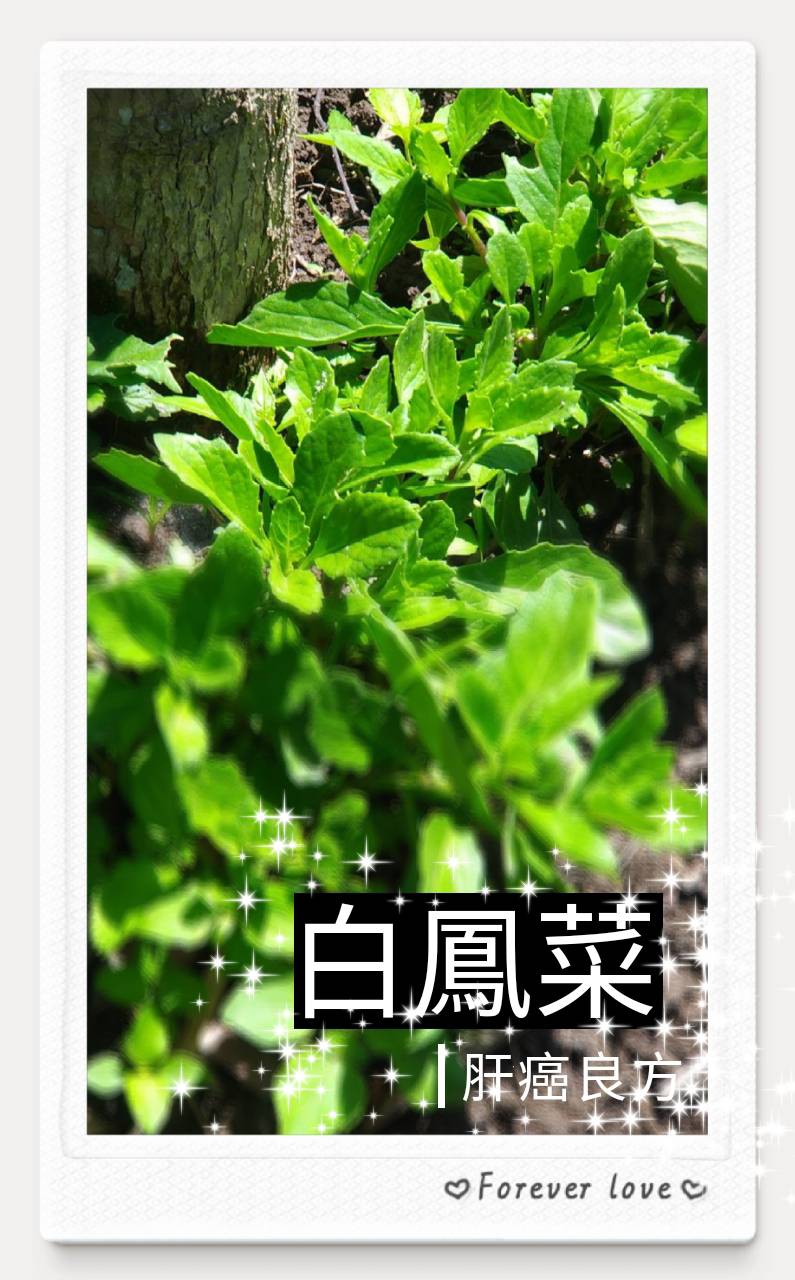 白鳳菜肝癌良方名信片