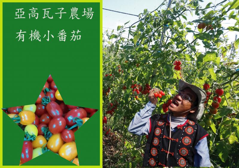 學員作品:亞高瓦子農場 有機小番茄