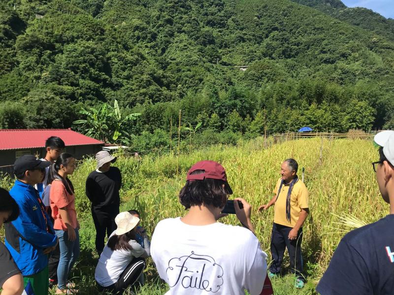 採收小米前耆老用母語祈福今年農產豐收