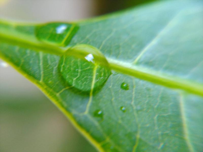 學員拍攝微距攝影照片