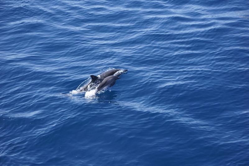 壽豐DOC志工拍攝鯨豚飛躍海面的攝影作品