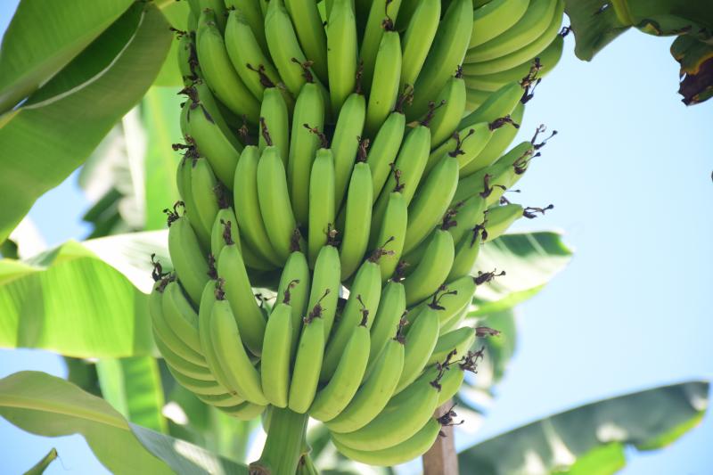 大內特殊的地質，種出來的水果特別美味