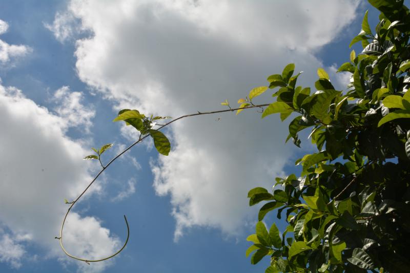 單眼攝影，抬頭仰望藍天白雲