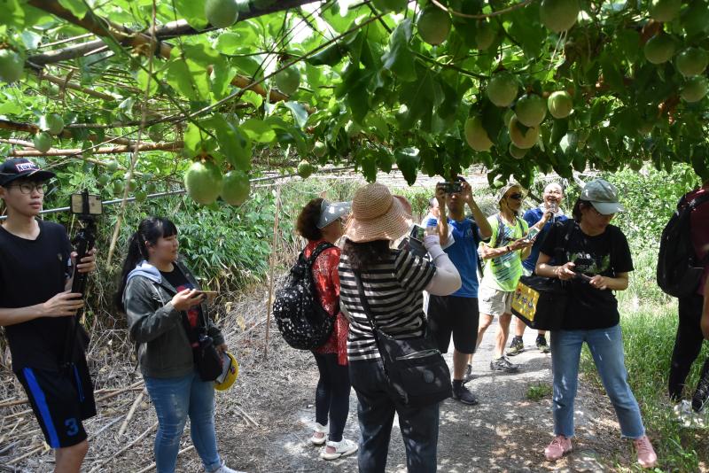 在炎熱的夏天,紀錄南平社區農業百香果的種植,