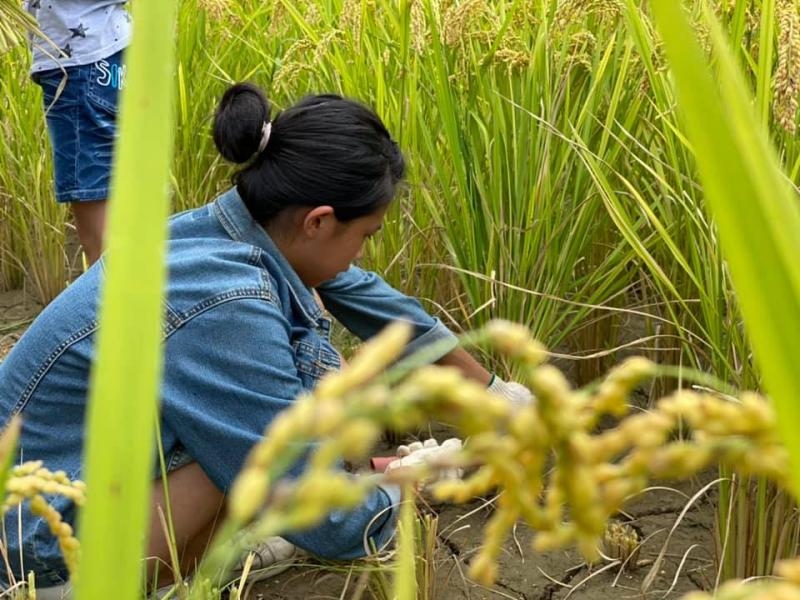 學員協助稻米收割,拍照練習景深取景