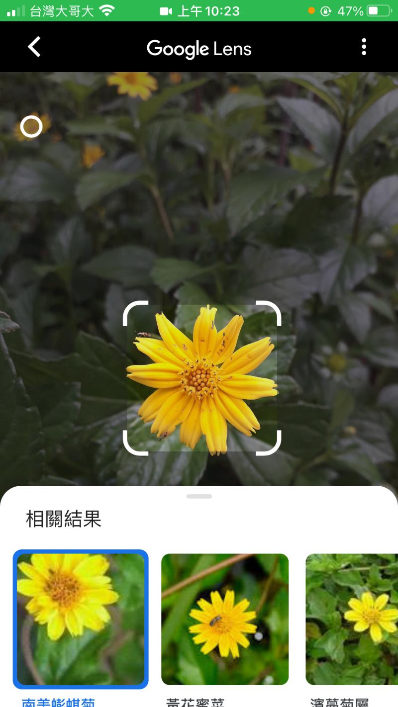 Google Lens辨識花卉