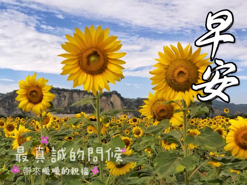 竹山鎮推行著花園城市，學員盡快拿起手機拍攝向日葵，製作做成早安圖，用溫暖的圖，暖化早上的心情。