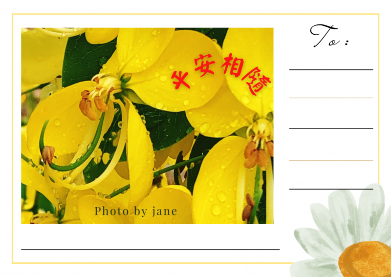 花卉明信片