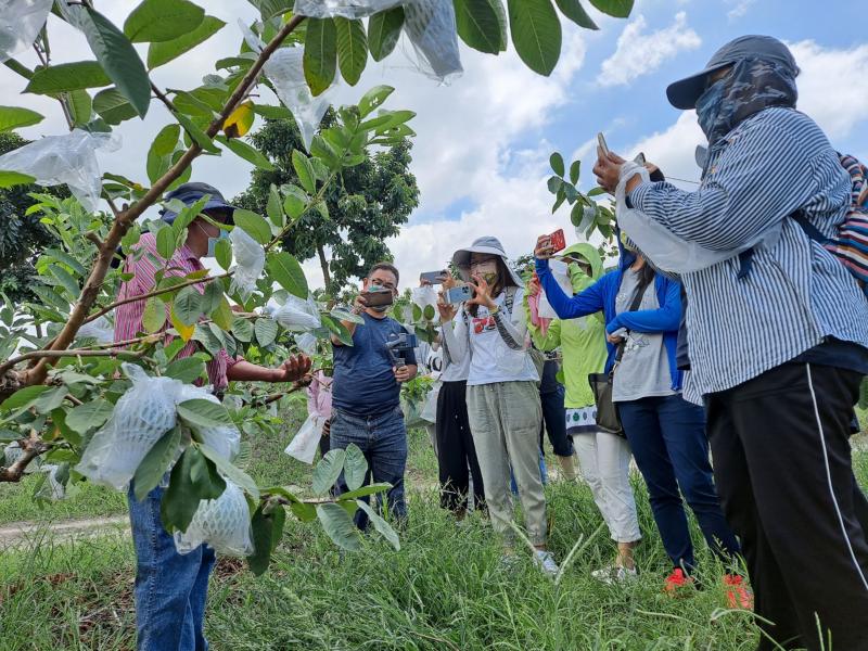 由利吉村長~劉清明先生講解芭樂生長過程及採取芭樂的撇步