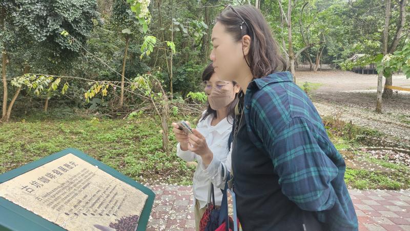 導覽古坑荷苞山桐花公園咖啡歷史