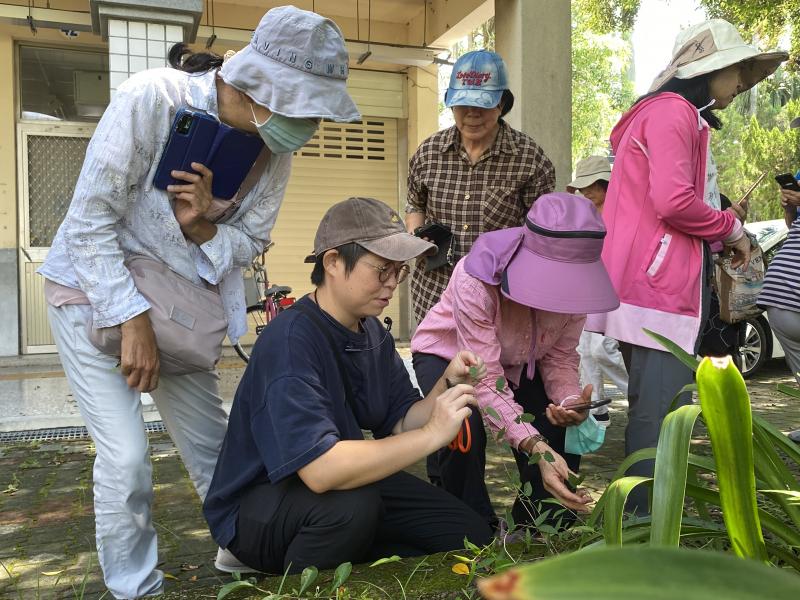 講師帶領學員認識校園內的野草