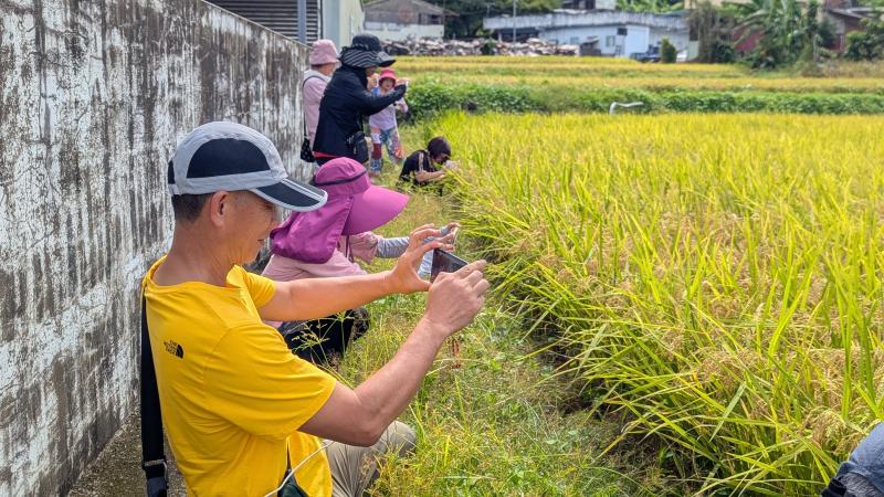 捕捉家鄉金黃稻田