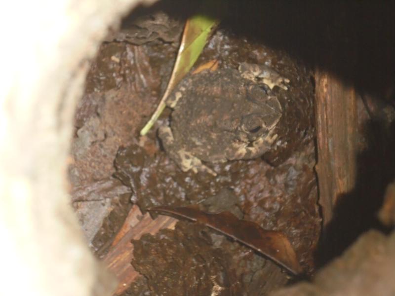 陸彥綮 作品-蛙會隱身術