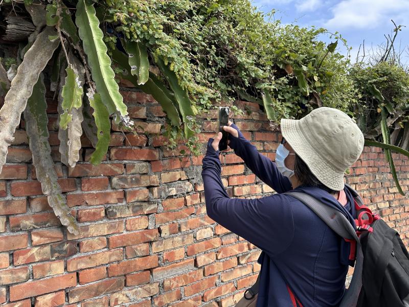 手機紀錄沿途植物