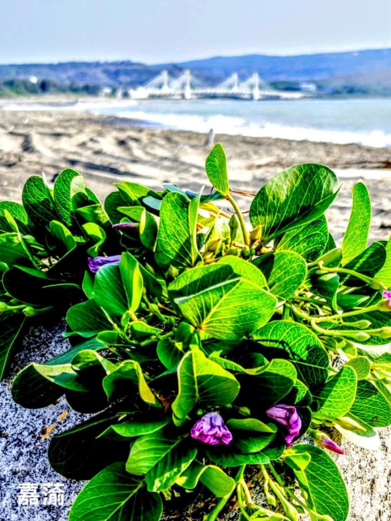 學員作品----物 在畫面中的畫龍點