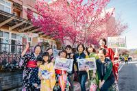 新社櫻花季活動