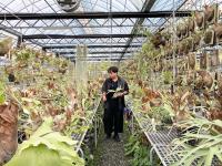 從陽台到溫室，返鄉青年以鹿角蕨打造新埤植感品牌
