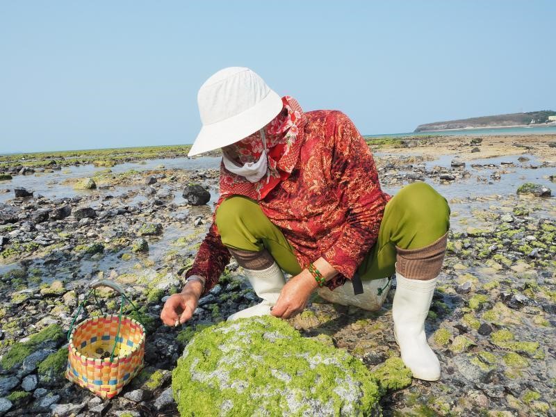 The DOC trainees recorded the scenes of local women collecting snails in the intertidal zone.