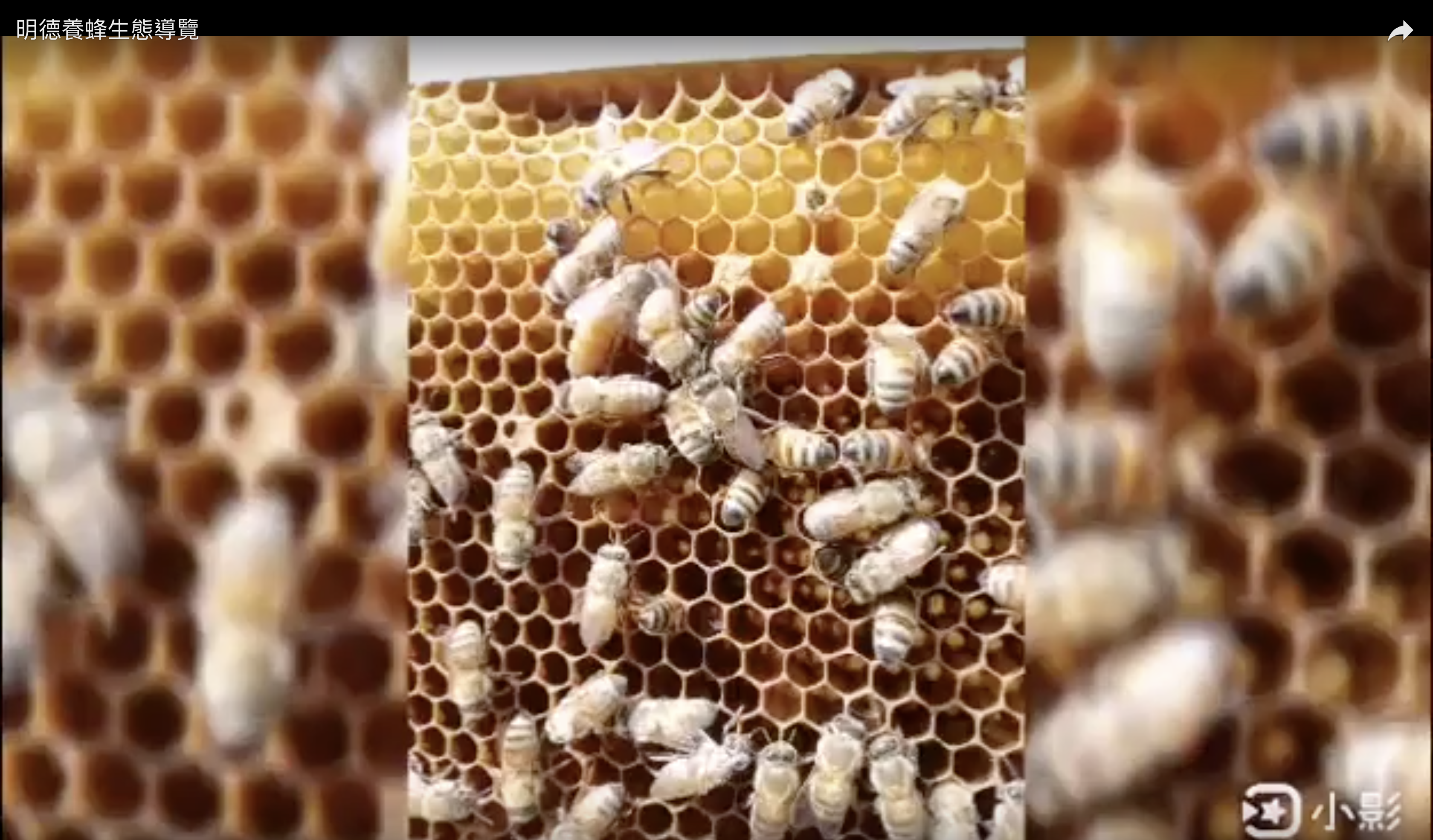 明德養蜂生態導覽作品封面