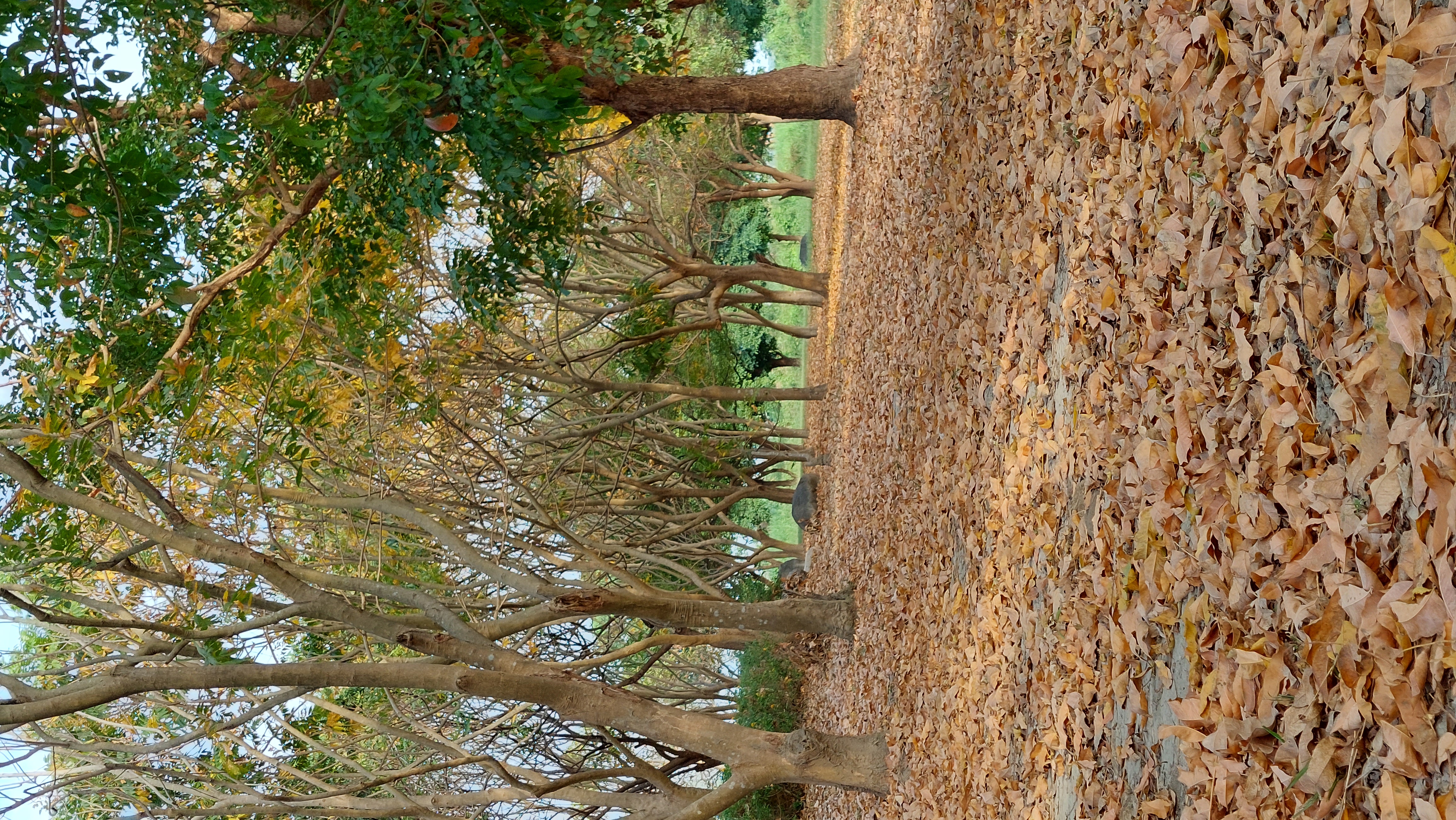 作品預覽圖：作品名稱舊鐵橋濕地公園一隅~冬景