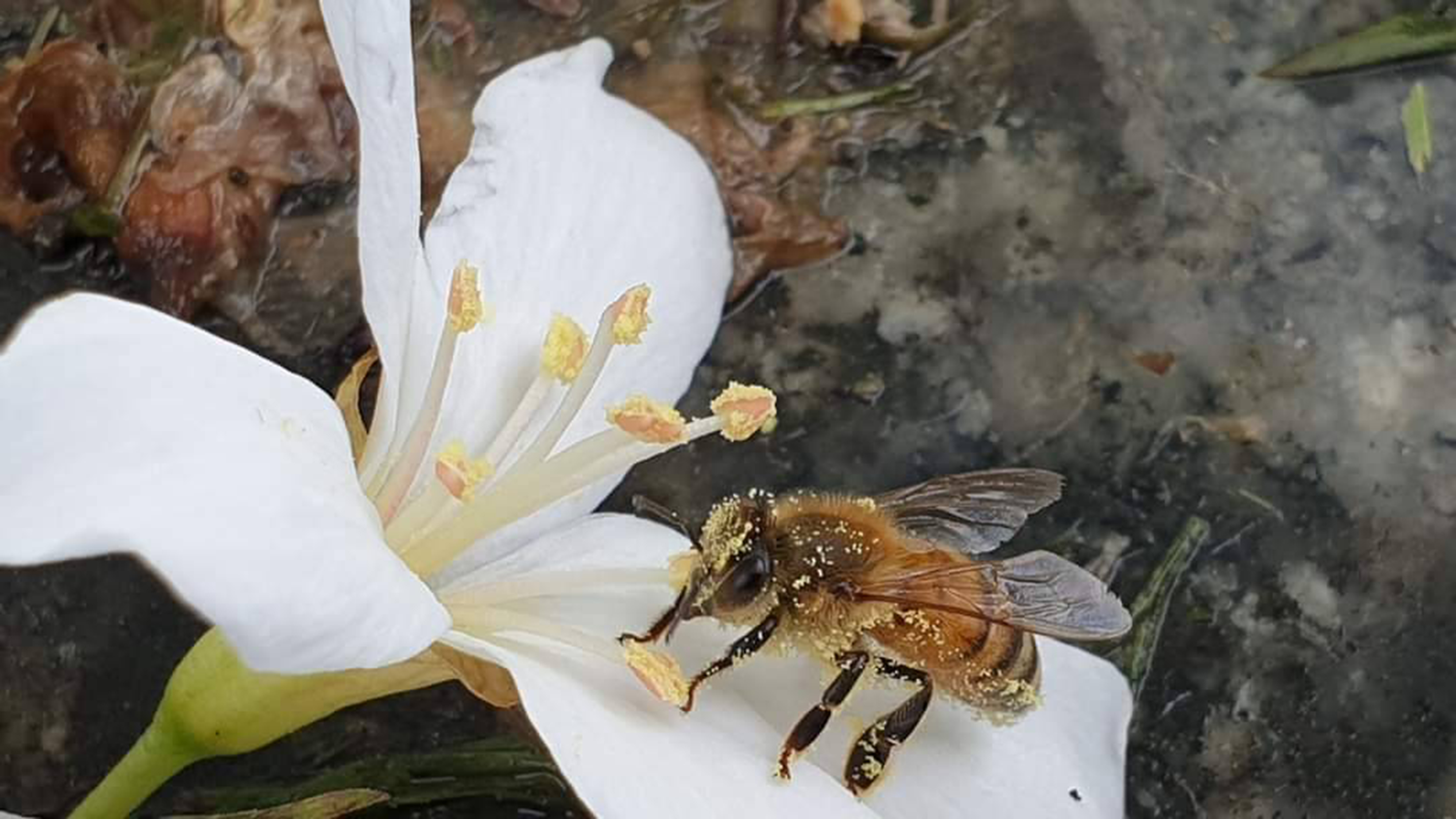 授粉之美-透視蜜蜂的微觀世界-封面照