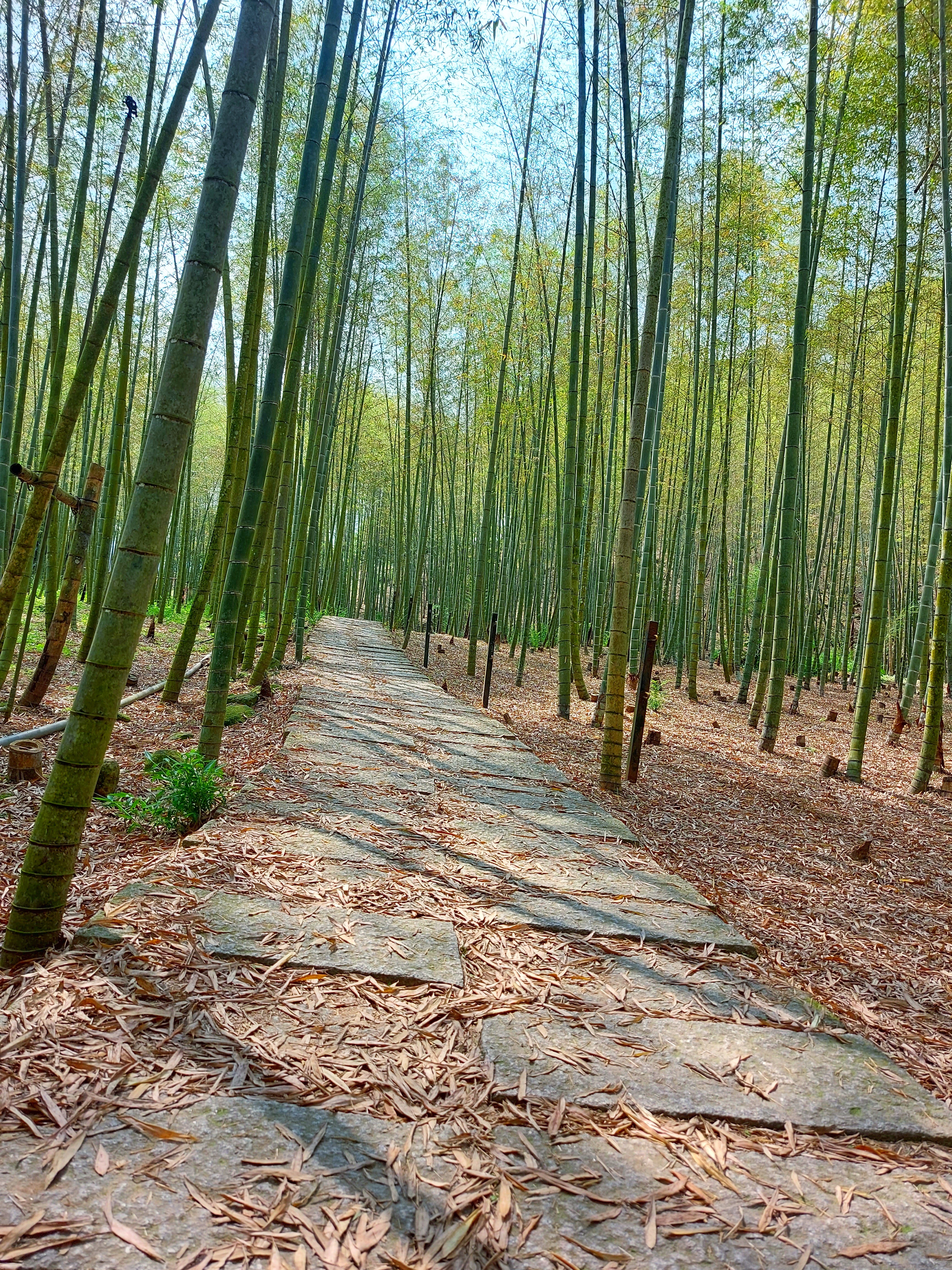 綠色秘境-孟宗竹林古戰場-封面照