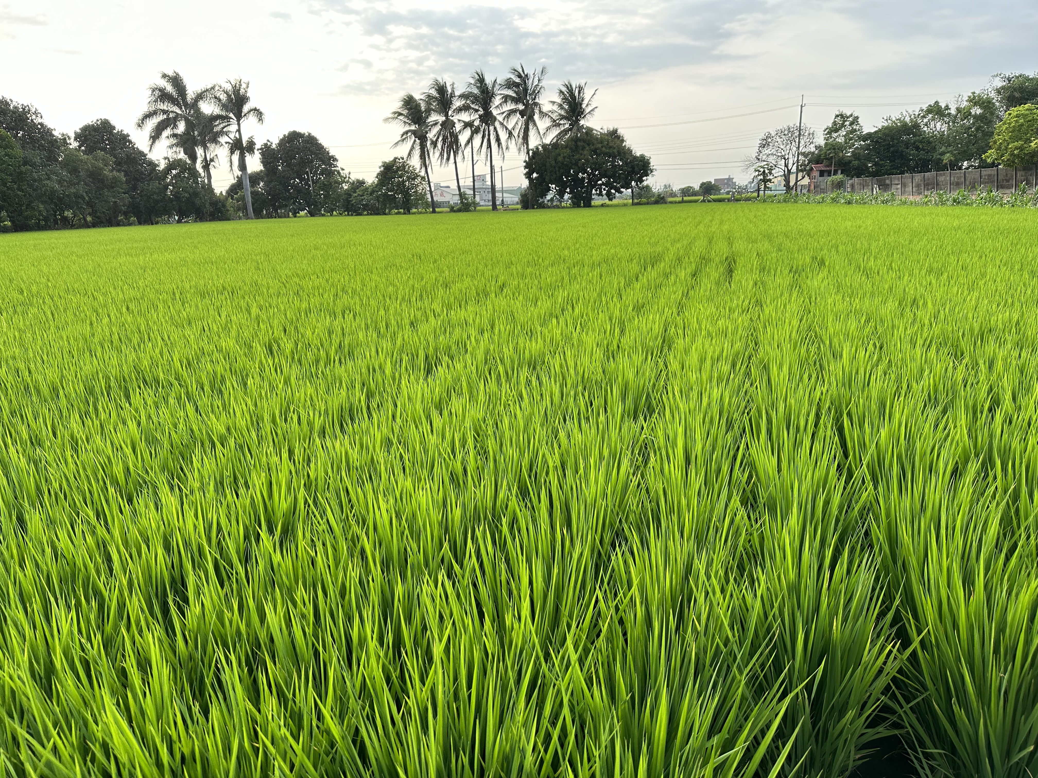 家鄉綠油油稻田景觀-封面照