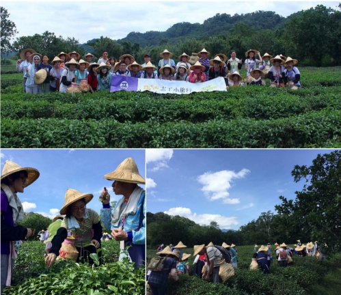 明碁集團員工《DOC志工小旅行》橫山夏茶採收勞作。