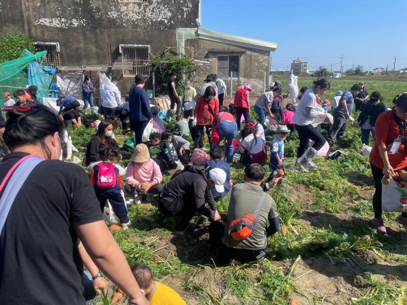 正忙碌的收採胡蘿蔔的大家!