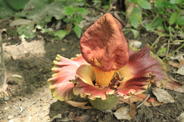 「雷公屁」本名為「疣柄魔芋」號稱台灣第一大花