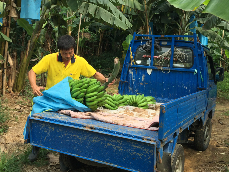 陳柏榑老闆採收香蕉