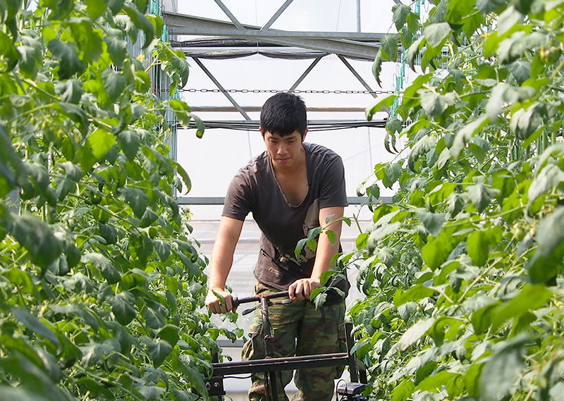 「阿牛哥溫室番茄農場」曾喜南整理番茄農園